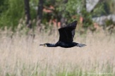 Kormoran Fot. Wojciech Misiukiewicz